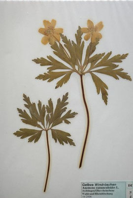 Anemone ranunculoides / Gelbes Windröschen    (04/2006; Jechtingen, Waldrand Rheinböschung)  (Herbarium Dr. Wolf von Thun)