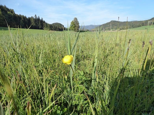 Trollius europaeus / Trollblume    (09.10.2018; Maierhöfen bei Isny)