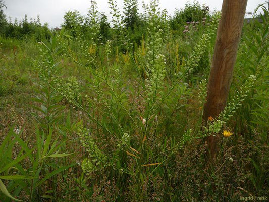 Lepidium virginicum - Virginische Kresse