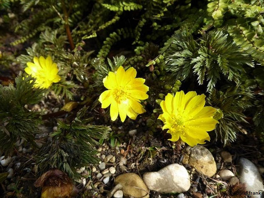 Adonis amurensis / Amut-Adonisröschen