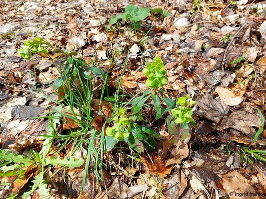 Euphorbia amygdaloides / Mandelblättrige Wolfsmilch (02.04.2024; Neidingen an der Oberen Donau))