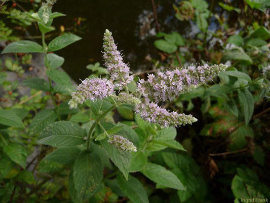 Mentha longifolia / Ross-Minze, Langblättrige Minze