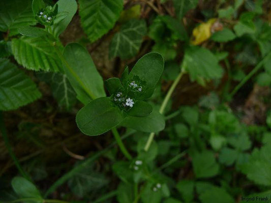 30.04.2010-Valerianela locusta - Gewöhnlicher Feldsalat
