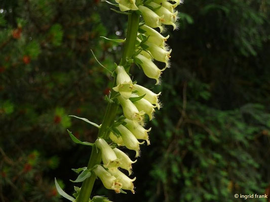 Digitalis lutea / Gelber Fingerhut (Botanischer Garten Heidelberg)