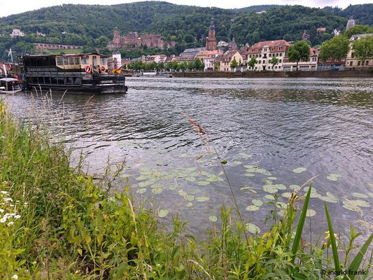 25.05.2025 - Heidelberg, nördliches Neckarufer