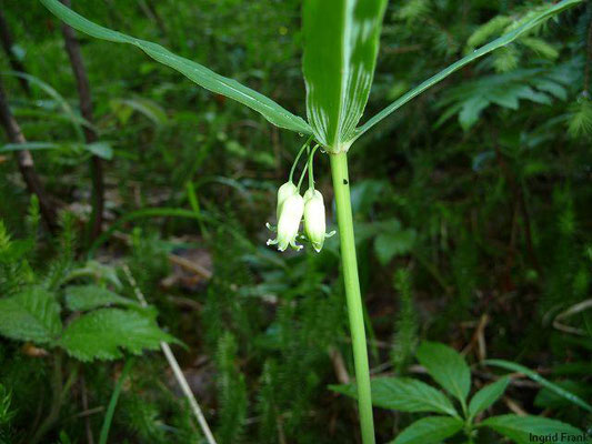 Polygonatum verticillatum / Quirlblättrige Weißwurz  (22.05.2011; Osterholz bei Rentershofen)