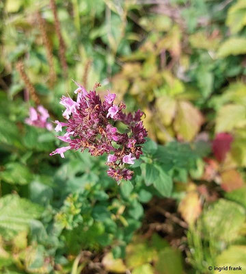 Origanum vulgare / Gewöhnlicher Dost