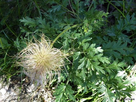 Pulsatilla alpina / Alpen-Küchenschelle