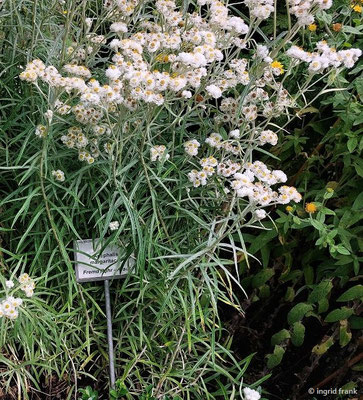 Anaphalis margaritacea / Perlkraut, Perlblume, Silberimmortelle