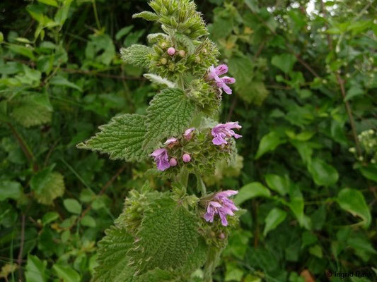 Ballota nigra / Schwarznessel, Stinkandorn, Schwarzer Gottvergess    VI-IX