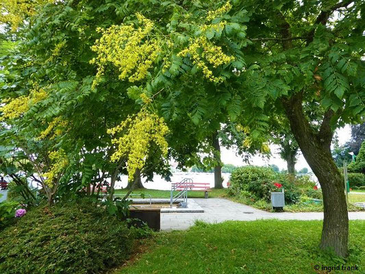 Koelreuteria paniculata - Rispen-Blasenbaum