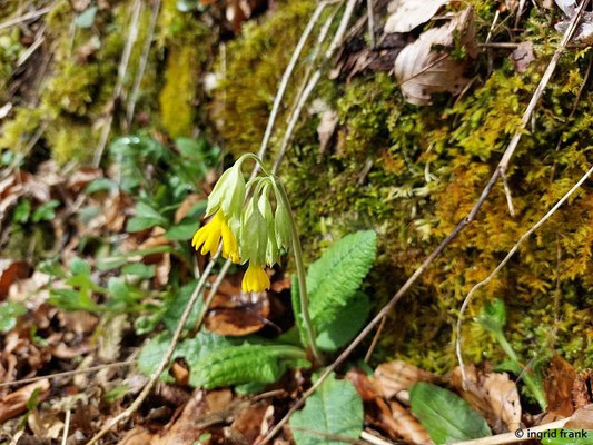 02.04.2024 - Auf dem Schaufelsen im Oberen Donautal