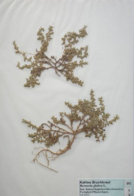 Herniaria glabra / Kahles Bruchkraut  (08/2005; Baden-Baden, Flughafen, Oberrheinebene) (Herbarium Dr. Wolf von Thun)