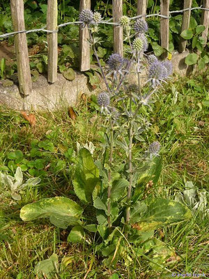 Eryngium planum / Flachblättrige Mannstreu    VII-IX