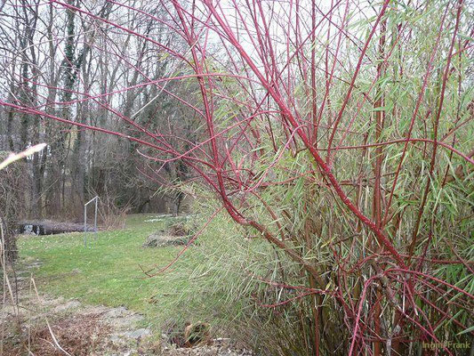 18.02.2011-Cornus sanguinea - Blutroter Hartriegel