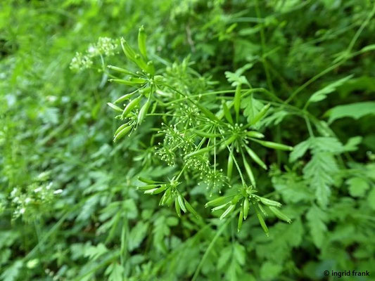 03.07.2021 - Fürstliche Anlagen Inzigkofen im Tal der oberen Donau