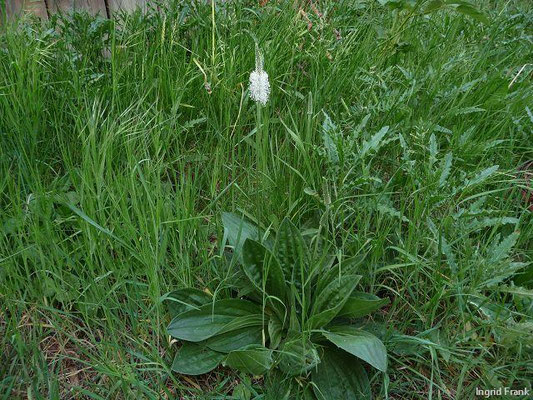Plantago media / Mittlerer Wegerich