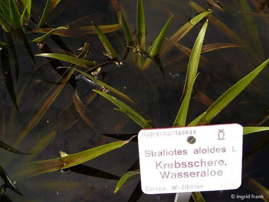 Stratiotes aloides / Krebsschere  (08.05.2015; Botanischer Garten Dresden)