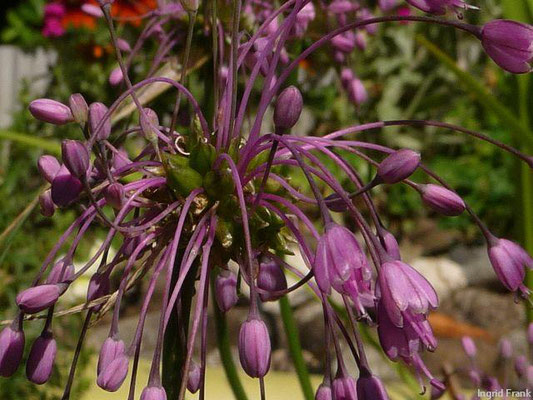 Allium carinatum / Gekielter Lauch   VI-VIII