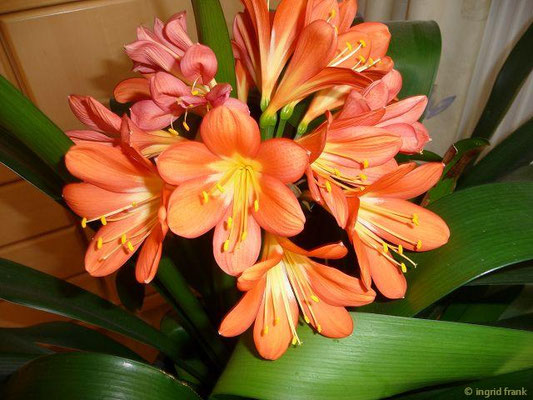 Clivia
