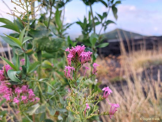 Centranthus ruber / Rote Spornblume  (28.09.2025; Sizilien, Ätna)