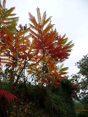 Rhus typhina / Essigbaum, Kolben-Sumach    (10.10.2009; Eichstetten am Kaiserstuhl)