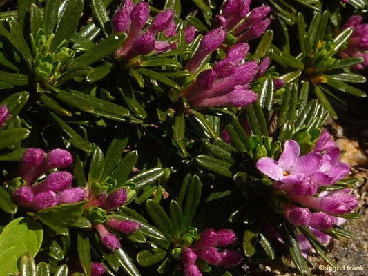 Daphne arbuscula / Bäumchen-Seidelbast (06.05.2016; Botanischer Garten Adorf im Vogtland)