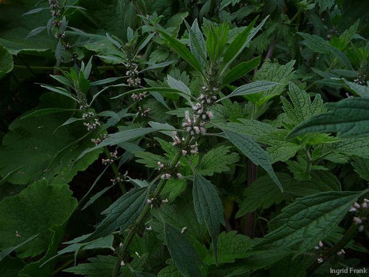 Leonurus cardiaca / Echtes Herzgespann, Löwenschwanz (Kräutergarten Artemisia)    VI-IX