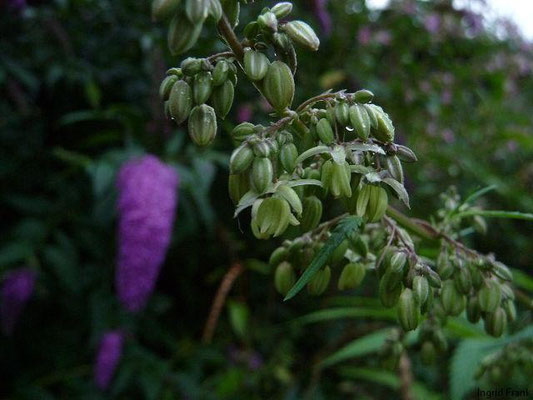 24.08.2012-Cannabis sativa  - Hanf (männliche Blüte)