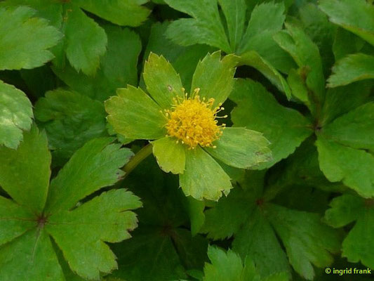 Hacquetia epipactis - Schaftdolde (Botanischer Garten Adorf im Vogtland)