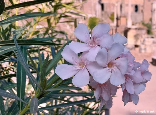 Nerium oleander / Oleander, Rosenlorbeer