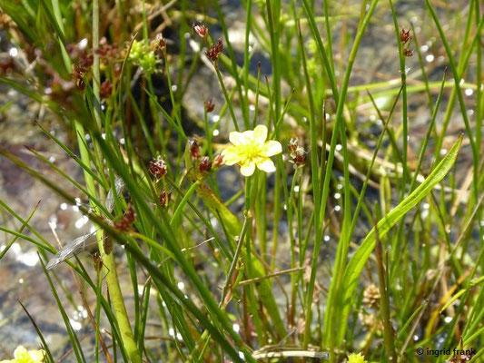 Ranunculus reptans - Ufer-Hahnenfuß  (20.06.2022; Botanischer Garten der Universität Konstanz)