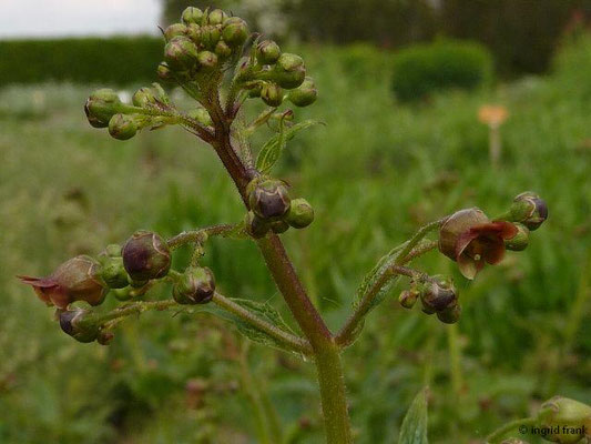 Scrophularia scopolii - Behaarte Braunwurz