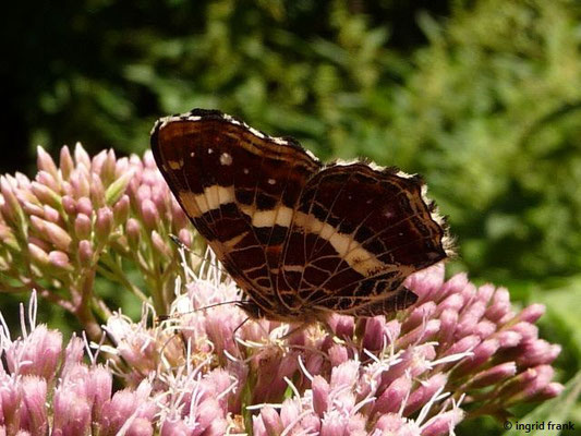 Eupatorium cannabinum / Wasserdost