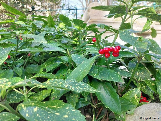 Aucuba japonica / Japanische Aucube