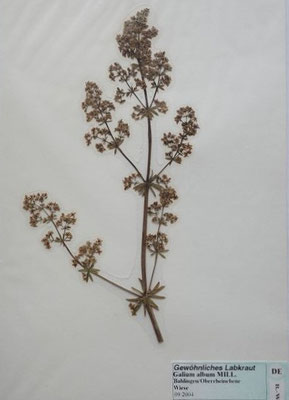 Galium album / Weißes Labkraut  (09/2004; Bahlingen, Oberrheinebne)  (Herbarium Dr. Wolf von Thun)