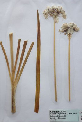 Allium angulosum / Kantiger Lauch      (Herbarium Dr. Wolf von Thun)