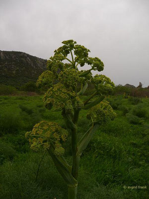 Ferula communis / Riesenfenchel, Gemeines Rutenkraut