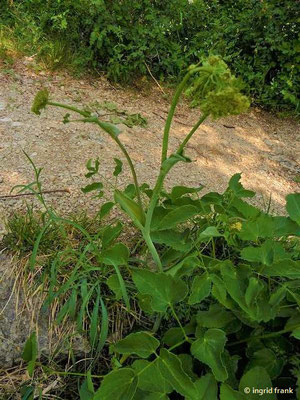 Laserpitium latifolium / Breitblättriges Laserkraut