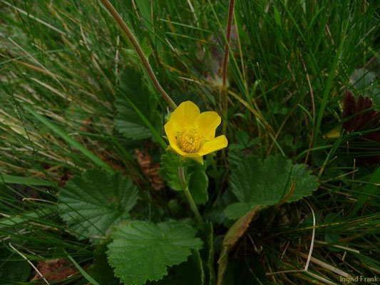 Geum montanum / Berg-Nelkenwurz    V-VII(VIII-X)