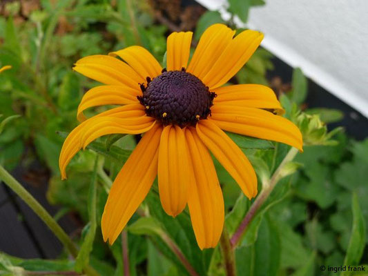 Rudbeckia hirta / Rauhaarige Rudbeckie    VII-IX