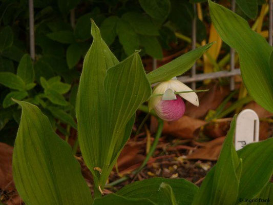 Cypripedium reginae / Königin-Frauenschuh (24.05.2012; Botanischer Garten Leipzig)