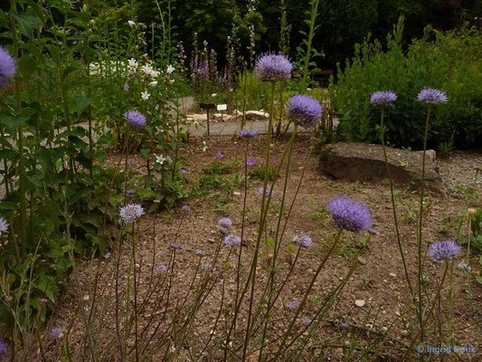 Jasione montana / Berg-Jasione, Schafrapunzel (Botanischer Garten Universität Heidelberg)    VI-VIII