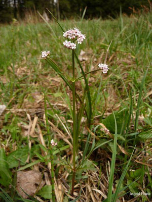 29.04.2012 - Streuwiese beim Metelisweiher