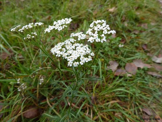 Achillea millefolium / Gewöhnliche Schafgarbe    (VI-)VII-X
