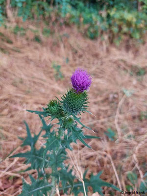 Cirsium vulgare / Gewöhnliche Kratzdistel   (15.07.2023; NSG Sandhausener Düne, Pflege Schönau-Galgenberg)