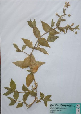 Stellaria aquatica / Wasserdarm   (06/2011; Sasbach, Oberrheinebene)  (Herbarium Dr. Wolf von Thun)