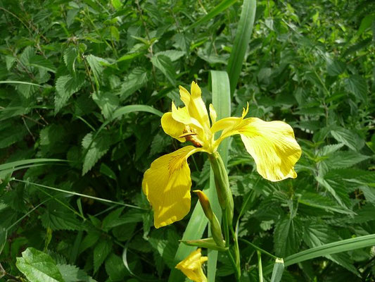 Iris pseudacorus / Wasser-Schwertlilie