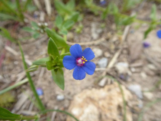 Anagallis arvensis / Acker-Gauchheil    (01.05.2019; Italien, Toskana, Halbinsel Monte Argentario)