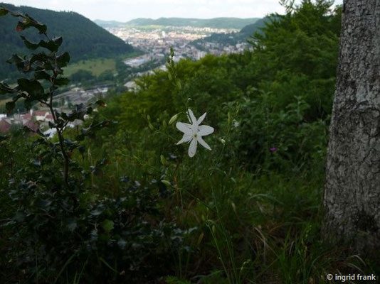 Anthericum ramosum / Ästige Graslilie   (20.06.2017; Zollernalb oberhalb von Albstadt-Ebingen)    